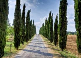درخت نمادین توسکانی، ایتالیا