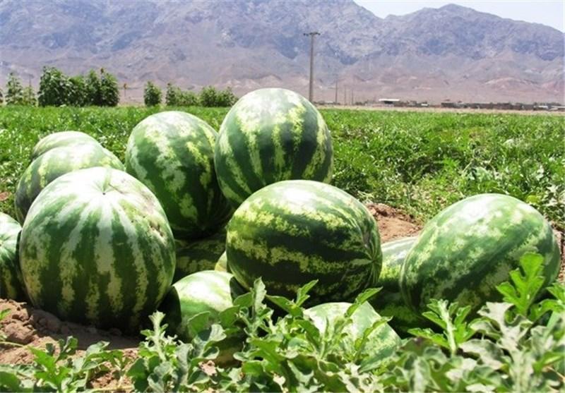 علت برگشت خوردن هندوانه صادراتی ایران به عمان هنوز تعیین نیست