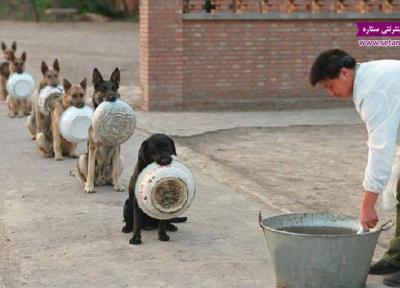 تصاویری زیبا از نظم سگ های پلیس در چین
