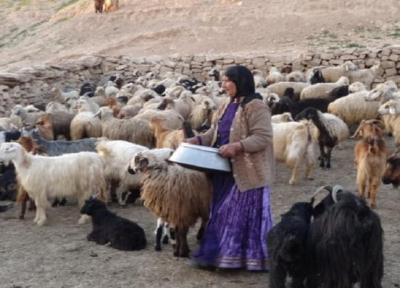 زندگی ایلی گرفتار خشکسالی و کرونا، عشایر به فروش قسطی گوسفندان روی آوردند