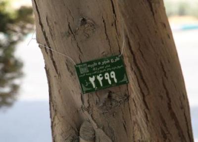پلاک گذاری 30 هزار درخت به عنوان شجره طیبه زکات در استان یزد