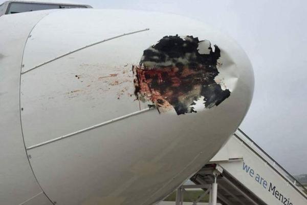 برخورد هواپیمای مصر با پرنده باعث ایجاد خسارت در نوک هواپیما شد