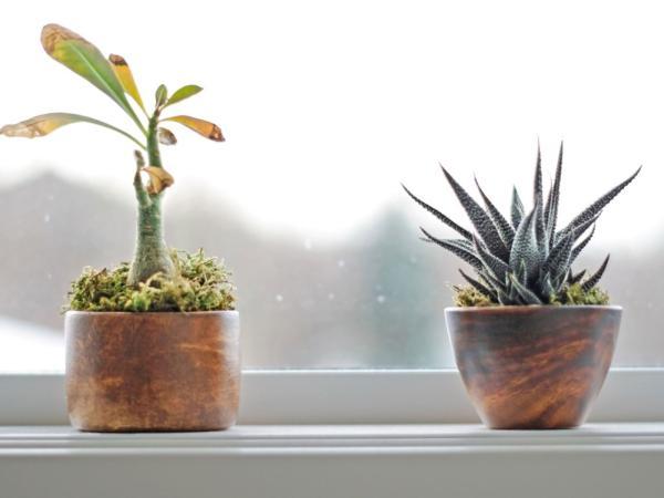 روش هایی برای جلوگیری از سرمازدگی گیاهان آپارتمانی در زمستان