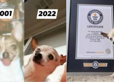 پیرترین سگ جهان در 22 سالگی از جهان رفت