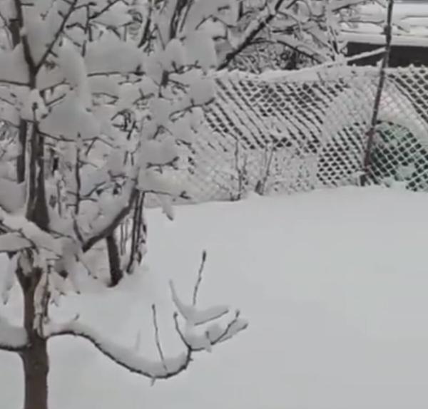 ببینید: برف اردبیل را هم سفیدپوش کرد