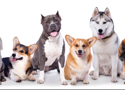 آیا بین نژاد سگ ها و رفتار آن ها ارتباطی وجود دارد؟ محققان پاسخ می دهند