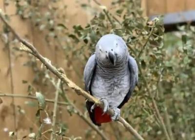 باغ پرندگان شیراز؛ باغی با بیشتر از 2000 پرنده