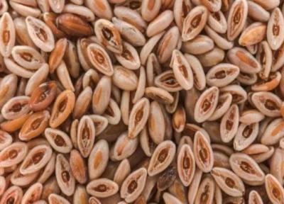 آشنایی با گیاه اسفرزه و فواید آن